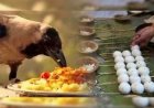कौए का पिण्ड छूने का वैज्ञानिक आधार क्या है...