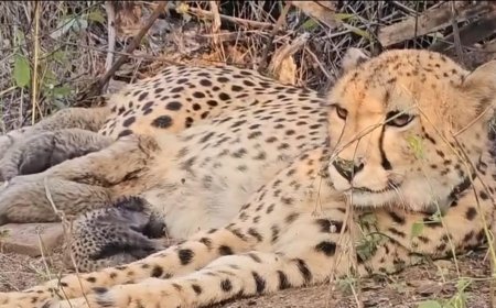मध्य प्रदेश के कूनो नेशनल पार्क में जन्मी चीता ‘मुखी’ ने 5 शावकों को जन्म दिया है।