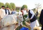 गौ माता भारतीय संस्कृति में पूज्य होने के साथ-साथ ग्रामीण जनों की समृद्धि व शिशुओं के पोषण का माध्यम भी हैं।